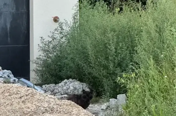 Chat trouvé Oissel, photo: Chat noir âgé trouvé à Oissel