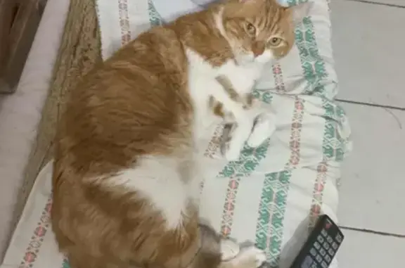 Animaux perdus Bessèges, photo: Chat roux tigré perdu à Bessèges
