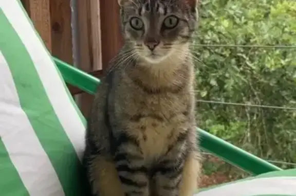 Chat tigré perdu à Escource - photo