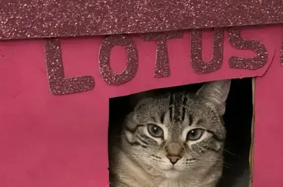 ¡Gata Perdida! Siamesa con Ojos Azules