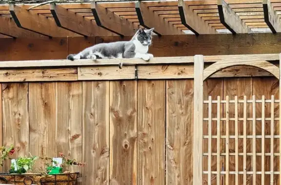 Lost pets Lakeland, photo: Lost Cat: Charcoal Gray & White in Lakeland