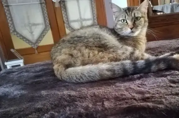 Chatte tigrée perdue à Roncq vendredi - photo