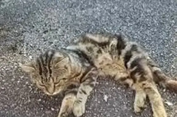 Chat trouvé Le Mans, photo: Chat tigré trouvé affaibli à Arnage