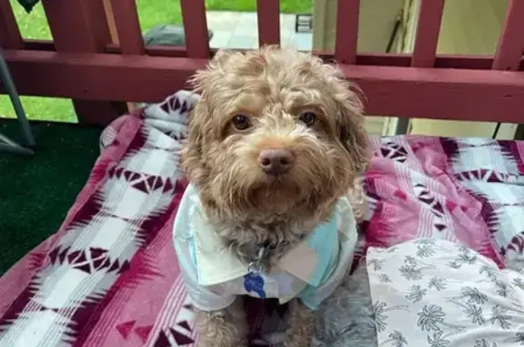 Lost Brown-Tan Dog with Cherry Eye