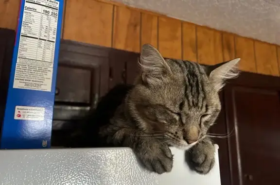 Missing cat Farmington, photo: Lost Lanky Cat: Grey-Tan Mix, Lazy Eye