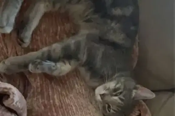 Lost Gray & White Tabby on Carlos Dr