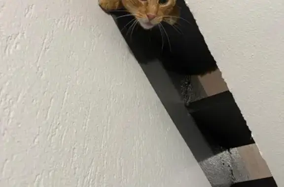 Chat roux tigré trouvé à Vandœuvre - photo