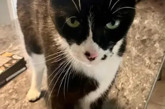 Chat perdu, Bertrange, photo: Chat perdu, taches noires, sociable, Bertrange