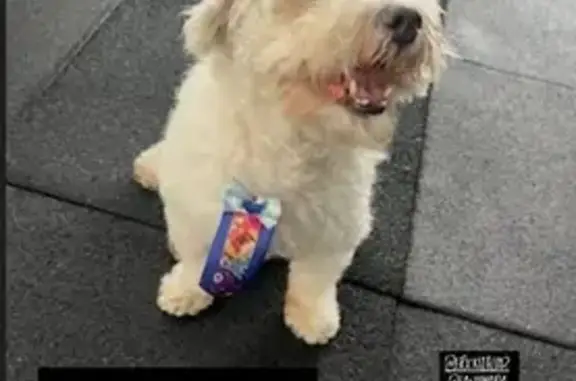 cachorro desaparecida