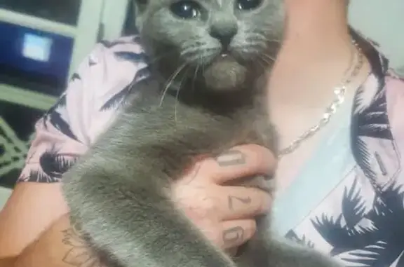 Animaux trouvés , photo: Chat gris trouvé, maigre, Illiers-Combray