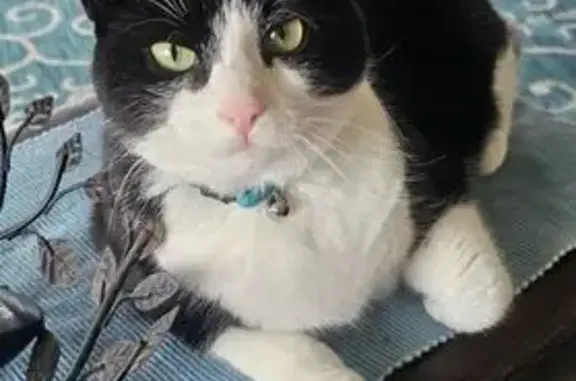 Lost Tuxedo Cat CoCo in Rockledge 4177
