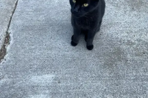 Missing cat San Diego, photo: Lost Black Cat 'Stormy' in San Diego