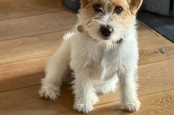 Chien perdu , photo : Jack Russell perdu à Demi-Quartier