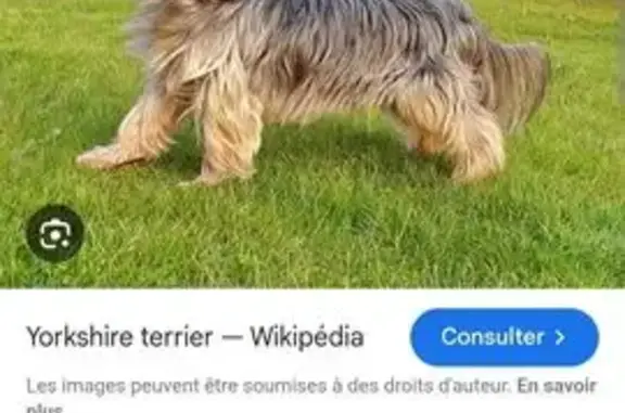 Chien perdue à Denain, Rue de Villars - photo