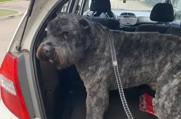 Chien gris foncé perdu à Feytiat - photo