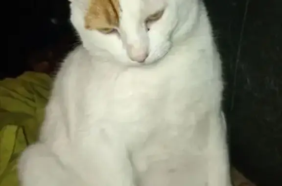 Animaux perdus Romans-sur-Isère, photo: Chat mâle roux et blanc perdu à Romans