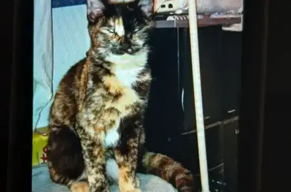 Chat perdue écaille, rue Kléber, Tarbes - photo