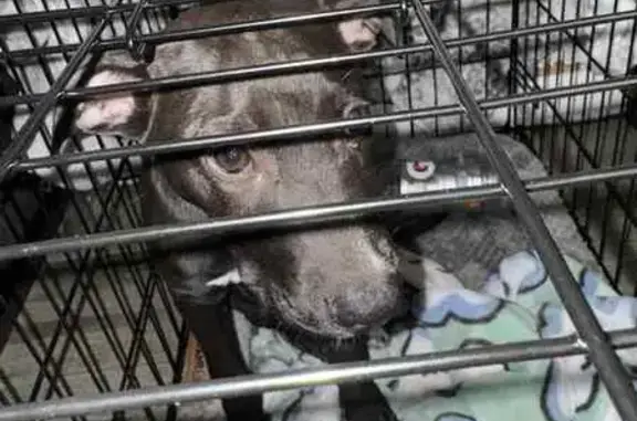 Found dog Phoenix, photo: Found Pitbull: White Chest & Paws in Phoenix