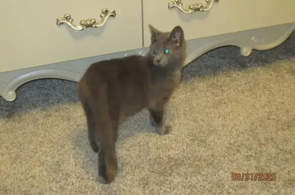 Lost Shy Grey Cat: Quemoy St, Blaine