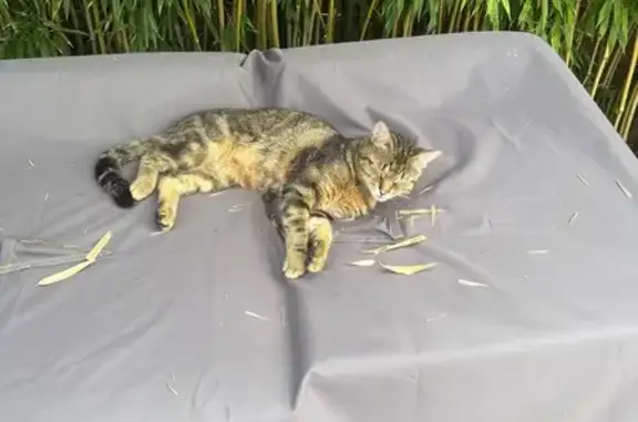 Animaux perdus Villeveyrac, photo: Chat perdu, tigré, Villeveyrac, rue Souquet