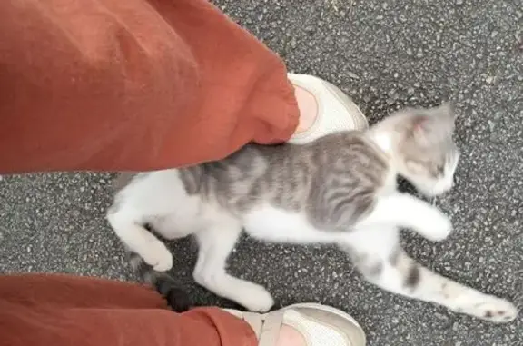 Chat trouvé Sulniac, photo: Chatte grise-maigre trouvée Rue des Écoles