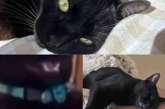 Gato Negro Perdido en San Pedro Alcántara