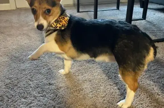 Lost Tri-Colored Corgi on Pilgrim Way