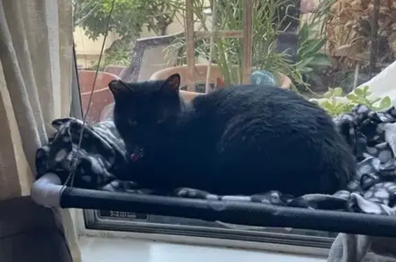 Missing cat San Diego, photo: Lost Black Cat: Pink Collar, Green Eyes