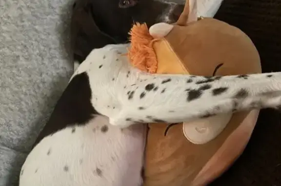 Lost German Pointer on Trails End Dr