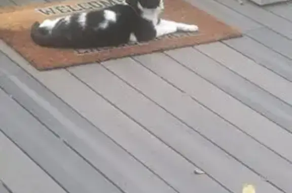 Help Find Patches: Lost Cat in Phoenixville