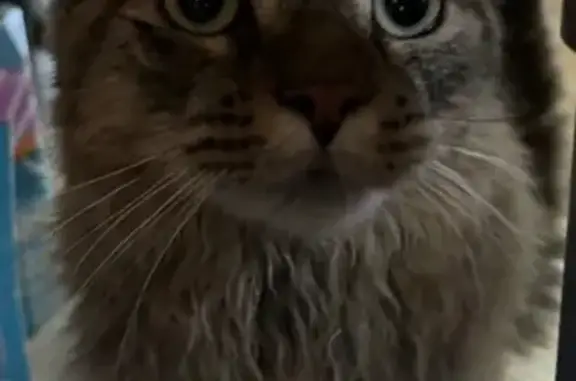 Missing cat Winter Haven, photo: Lost Grey Tabby: Asta in Winter Haven