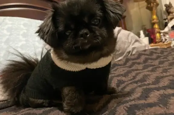 Lost pets Germantown, photo: Lost Black Pomeranian: Sweet 9lb Pup!