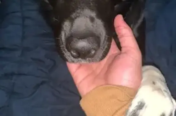 Lost Dog: Timid Black & White in Johnson City