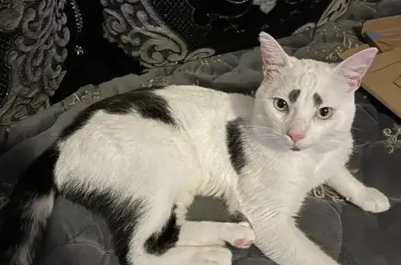 Chat perdu, , photo: Chat perdu à Communay avec harnais