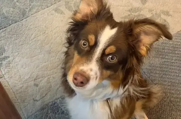 Lost Mini Aussie: Copper & White in Littleton