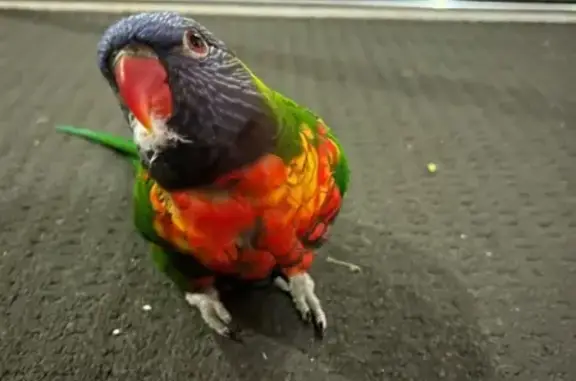 Lost Rainbow Lorikeet in Ashgrove Area