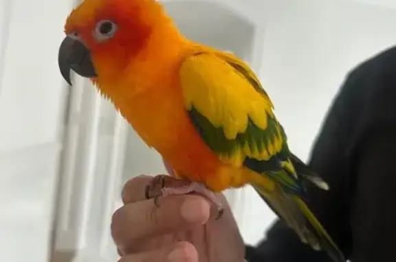 Lost Sun Conure Found in Hackensack