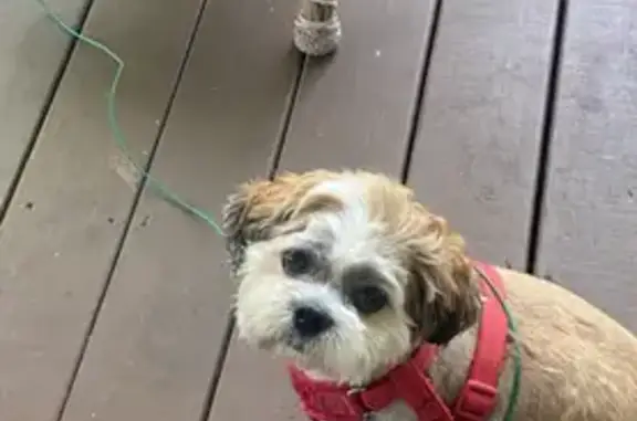 Missing dog York, photo: Lost Shih Tzu: Multicolored, Lakeview Dr