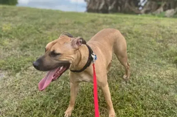 Lost Dog Alert: Tan C Rd, Loxahatchee