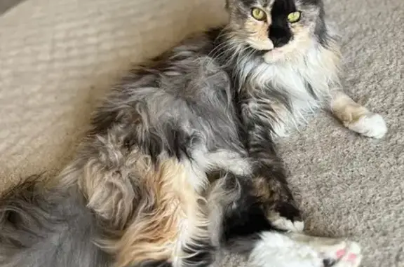 Missing cat , photo: Lost Cat in Melrose Park: Needs Meds