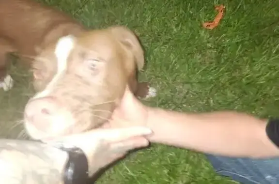 Lost Puppy: Brown/White Pitbull Boxer Mix