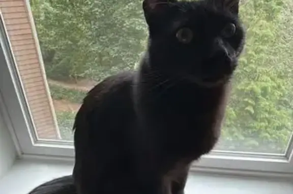 Missing cat Portland, photo: Lost Black Cat: Unique Right Ear Mark