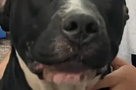 Lost Sweet Black Dog - Marksheffel Rd
