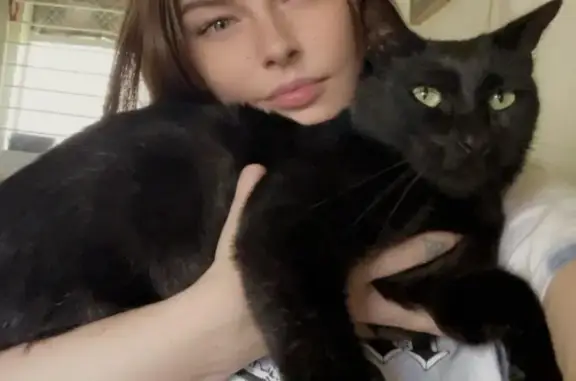 Lost Black Cat 