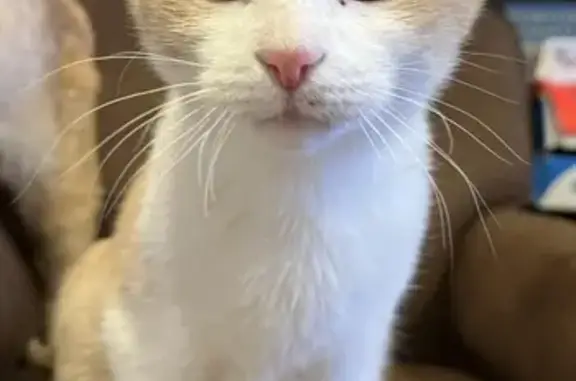 Lost and found pets Sparks, photo: Lost 7-Month White Cat: Solstice Drive