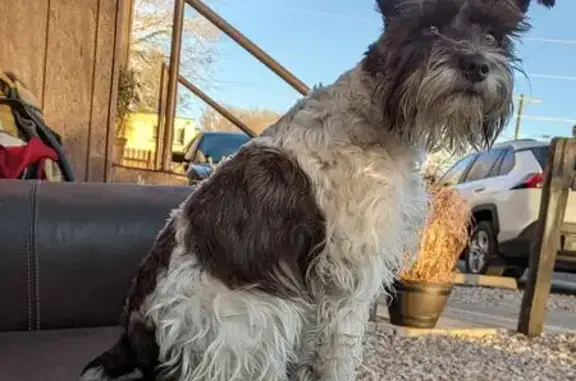 Help Reunite Stella, Major & Fat Boy