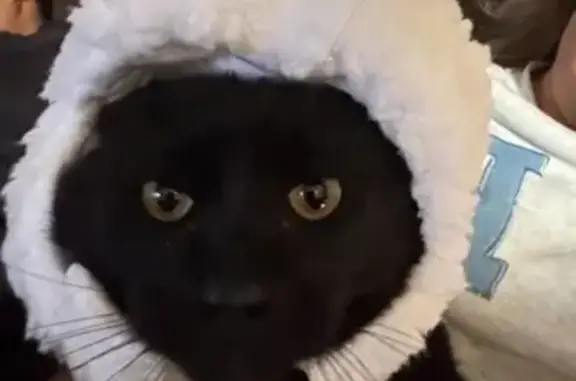 Lost Black Cat: Cardigan Dr, Memphis