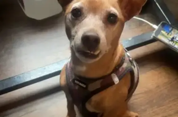 Lost pets Atlanta, photo: Lost Chihuahua: Loud, Red/Black Collar