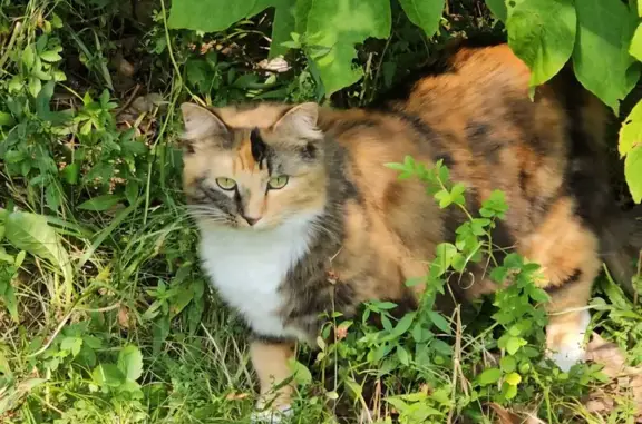 Lost Cat: White, Black & Tan on Levenseller