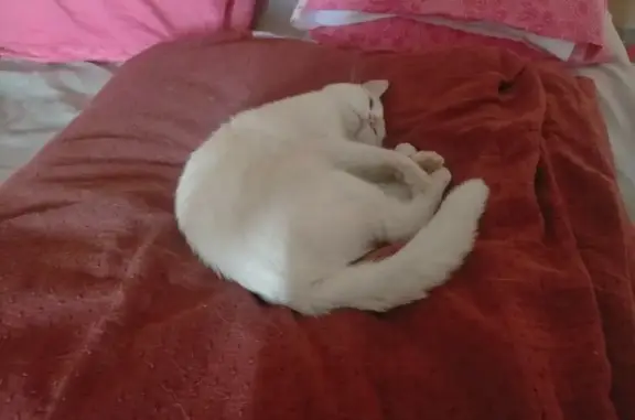 Chat perdu, Les Andelys, photo: Chatte blanche Shiro perdue aux Andelys